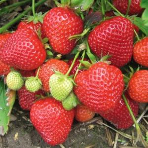 Клубника "СИМФОНИЯ" (6 шт.)